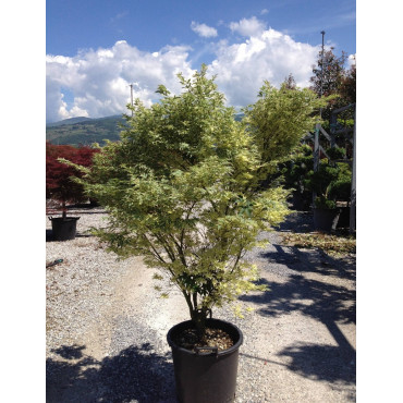 ACER palmatum BUTTERFLY En pot de 70-90 litres buisson hauteur 150-175 cm