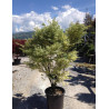 ACER palmatum BUTTERFLY En pot de 70-90 litres buisson hauteur 150-175 cm