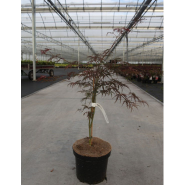ACER palmatum DISSECTUM GARNET En pot de 7-10 litres buisson hauteur 040-050 cm