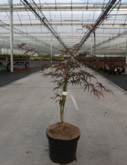 ACER palmatum DISSECTUM GARNET En pot de 7-10 litres buisson hauteur 040-050 cm