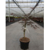 ACER palmatum DISSECTUM GARNET En pot de 7-10 litres buisson hauteur 040-050 cm