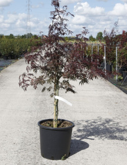 erable-du-japon-a-feuillage-decoupe-rouge-garnet-acer-palmatum-dissectum-garnet-9.jpg