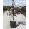 ACER palmatum DISSECTUM GARNET En pot de 15-20 litres buisson hauteur 080-100 cm