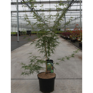 ACER palmatum DISSECTUM SEIRYU En pot de 7-10 litres buisson hauteur 040-050 cm