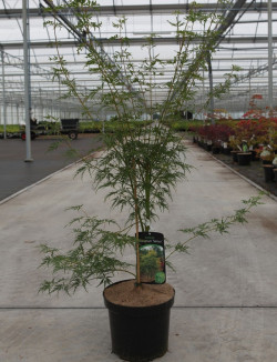 ACER palmatum DISSECTUM SEIRYU En pot de 7-10 litres buisson hauteur 040-050 cm