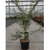 ACER palmatum DISSECTUM SEIRYU En pot de 7-10 litres buisson hauteur 040-050 cm