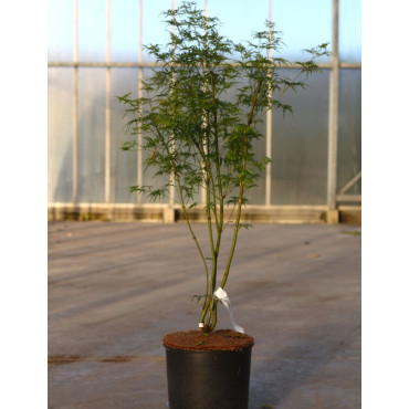 ACER palmatum DISSECTUM SEIRYU En pot de 12-15 litres buisson hauteur 080-100 cm