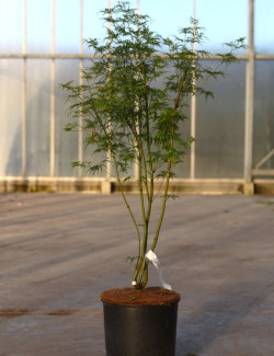 ACER palmatum DISSECTUM SEIRYU En pot de 12-15 litres buisson hauteur 080-100 cm
