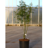 ACER palmatum DISSECTUM SEIRYU En pot de 12-15 litres buisson hauteur 080-100 cm
