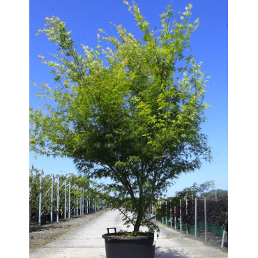 ACER palmatum DISSECTUM SEIRYU En pot de 70-90 litres buisson hauteur 175-200 cm