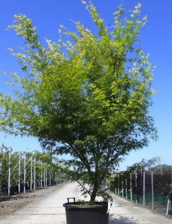 ACER palmatum DISSECTUM SEIRYU En pot de 70-90 litres buisson hauteur 175-200 cm