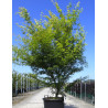 ACER palmatum DISSECTUM SEIRYU En pot de 70-90 litres buisson hauteur 175-200 cm