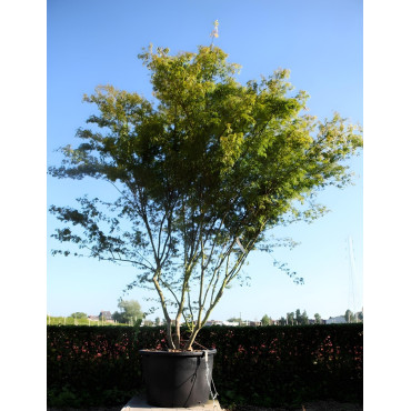 ACER palmatum DISSECTUM SEIRYU En pot de 230-290 litres buisson hauteur 250-300 cm