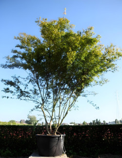 ACER palmatum DISSECTUM SEIRYU En pot de 230-290 litres buisson hauteur 250-300 cm