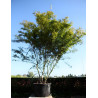 ACER palmatum DISSECTUM SEIRYU En pot de 230-290 litres buisson hauteur 250-300 cm
