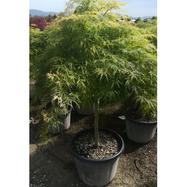 ACER palmatum DISSECTUM SEIRYU En pot de 110-130 litres tige hauteur du tronc 090-110 cm diamètre de la tête 125-150 cm