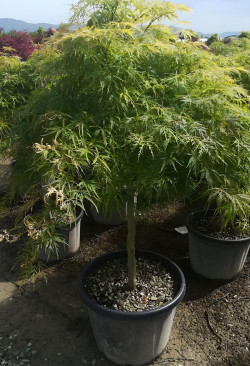 ACER palmatum DISSECTUM SEIRYU En pot de 110-130 litres tige hauteur du tronc 090-110 cm diamètre de la tête 125-150 cm