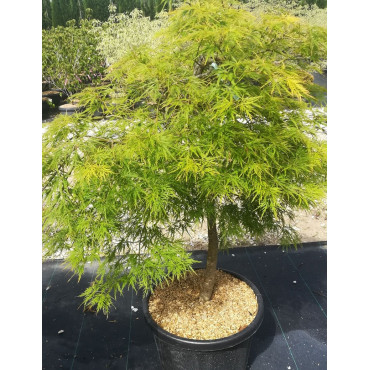 ACER palmatum DISSECTUM SEIRYU En pot de 35-50 litres tige hauteur du tronc 090-110 cm diamètre de la tête 100-120 cm