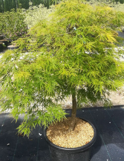 ACER palmatum DISSECTUM SEIRYU En pot de 35-50 litres tige hauteur du tronc 090-110 cm diamètre de la tête 100-120 cm
