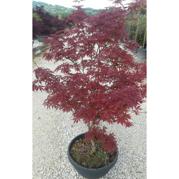 ACER palmatum DISSECTUM TROMPENBURG En pot de 20-25 litres buisson hauteur 100-125 cm