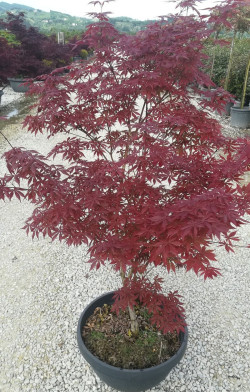 ACER palmatum DISSECTUM TROMPENBURG En pot de 20-25 litres buisson hauteur 100-125 cm