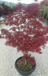 erable-du-japon-trompenburg-acer-palmatum-trompenburg-6.jpg