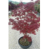 ACER palmatum DISSECTUM TROMPENBURG En pot de 20-25 litres buisson hauteur 100-125 cm