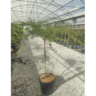 ACER palmatum EMERALD LACE En pot de 15-20 litres tige hauteur du tronc 090-110 cm