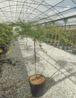 ACER palmatum EMERALD LACE En pot de 15-20 litres tige hauteur du tronc 090-110 cm