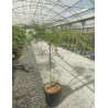 ACER palmatum EMERALD LACE En pot de 15-20 litres tige hauteur du tronc 090-110 cm