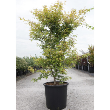 ACER palmatum KATSURA En pot de 35-50 litres buisson hauteur 125-150 cm