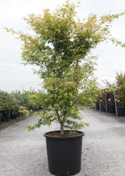 ACER palmatum KATSURA En pot de 35-50 litres buisson hauteur 125-150 cm