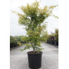ACER palmatum KATSURA En pot de 35-50 litres buisson hauteur 125-150 cm
