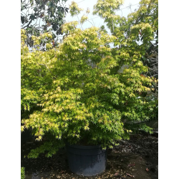 ACER palmatum KATSURA