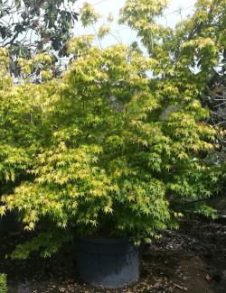 ACER palmatum KATSURA