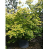 ACER palmatum KATSURA