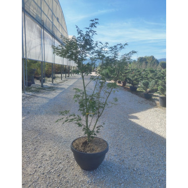 ACER palmatum KATSURA En pot de 15-20 litres buisson hauteur 080-100 cm
