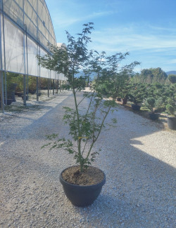 ACER palmatum KATSURA En pot de 15-20 litres buisson hauteur 080-100 cm