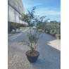 ACER palmatum KATSURA En pot de 15-20 litres buisson hauteur 080-100 cm