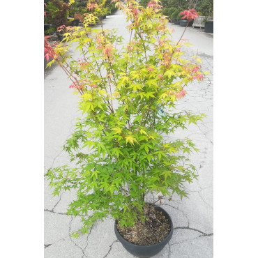 ACER palmatum KATSURA En pot de 10-12 litres buisson hauteur 060-080 cm