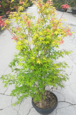 ACER palmatum KATSURA En pot de 10-12 litres buisson hauteur 060-080 cm