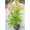 ACER palmatum KATSURA En pot de 10-12 litres buisson hauteur 060-080 cm
