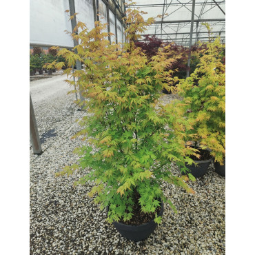 ACER palmatum ORANGE DREAM En pot de 15-20 litres buisson hauteur 080-100 cm