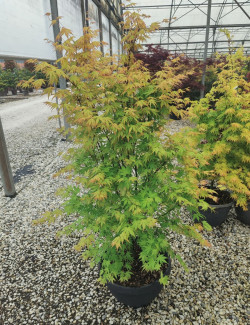 ACER palmatum ORANGE DREAM En pot de 15-20 litres buisson hauteur 080-100 cm