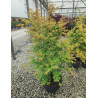 ACER palmatum ORANGE DREAM En pot de 15-20 litres buisson hauteur 080-100 cm