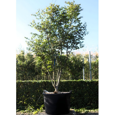 ACER palmatum OSAKAZUKI En pot de 150-170 litres buisson hauteur 200-250 cm