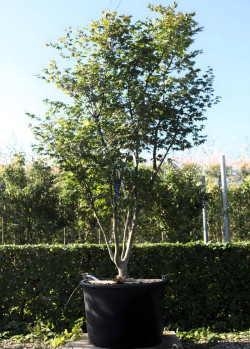 ACER palmatum OSAKAZUKI En pot de 150-170 litres buisson hauteur 200-250 cm