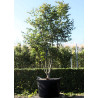 ACER palmatum OSAKAZUKI En pot de 150-170 litres buisson hauteur 200-250 cm
