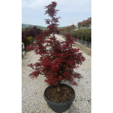 ACER palmatum SHAINA En pot de 20-25 litres buisson hauteur 080-100 cm