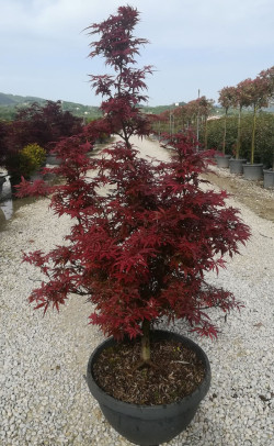 ACER palmatum SHAINA En pot de 20-25 litres buisson hauteur 080-100 cm